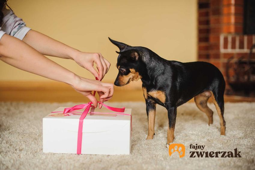 Prezent dla psa, czyli co kupić psu oraz najlepsze prezenty dla psów