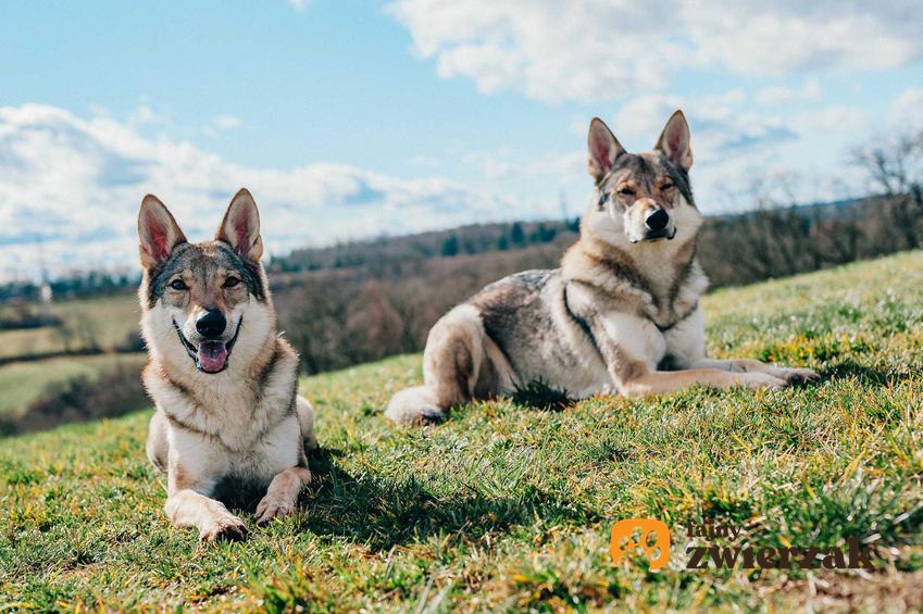 Tamaskan dog wylegujące się na zboczu góry, a także charakter piesków, hodowla oraz porady dla właścicieli