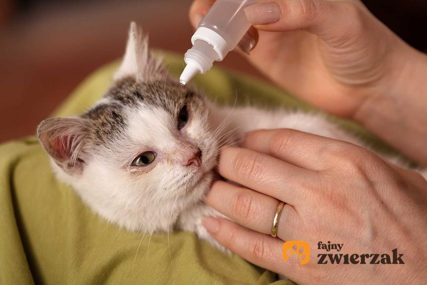 Kot z ropiejącym okiem, a także podpowiedzi, jak leczyć ropiejące oko u kota, wskazówki i podpowiedzi