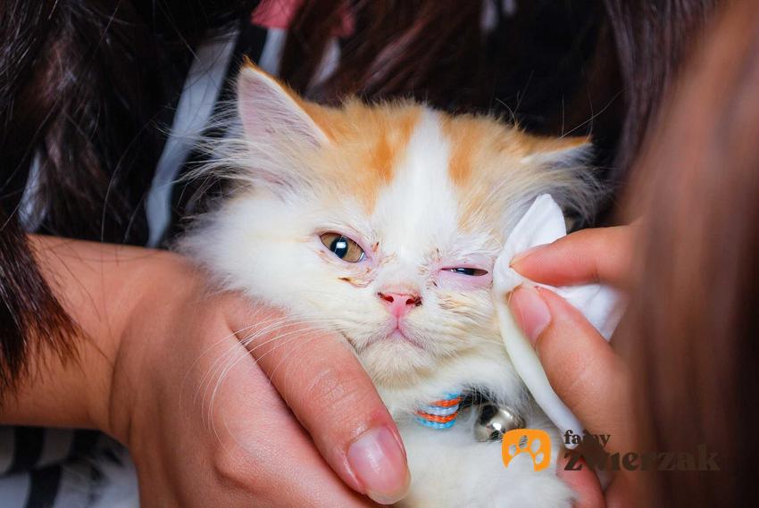 Kot u weterynarza i wskazówki, jak leczyć ropiejące oko u kota i sposób leczenia oraz wskazówki