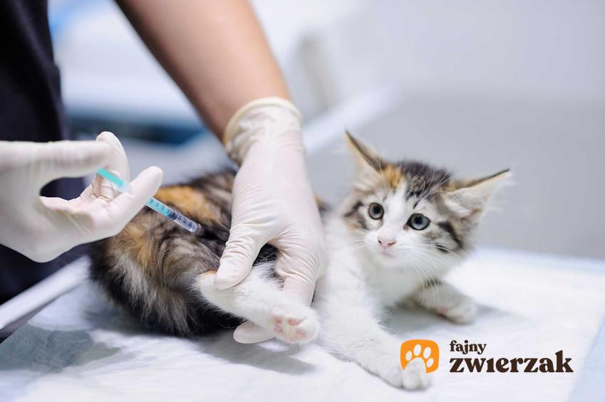Kot u weterynarza w czasie leczenia oraz białe robaki u kota, rozpoznanie oraz przyczyny krok po kroku