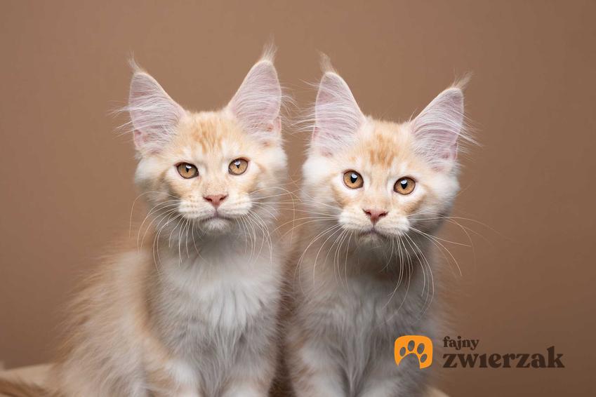 Dwa podobne koty oraz klonowanie kotów, cena i przebieg klonowania krok po kroku