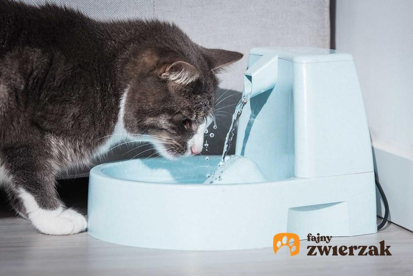 Kot pijący wodę ze specjalnego poidełka, a także jak zachęcić kota do picia krok po kroku