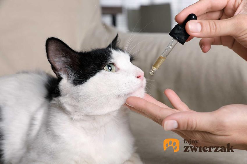Podawanie oleju CBD kotu, a także CBD dla kotów, wpływ, działanie, dawkowanie