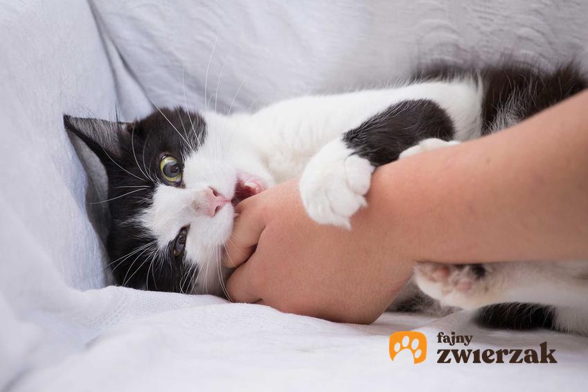 Kot podgryzający ręce, a także inne kłopotliwe zachowania kotów, które można źle zinterpretować