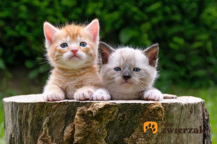 Dwa kotki o różnym umaszczeniu, a także czy kocięta z jednego miotu mogą mieć różnych ojców