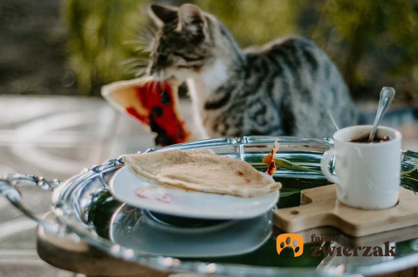 Kot porywający jedzenie z talerza, a także czy koty można karmić domowym jedzeniem i jedzeniem jedzonym przez ludzi