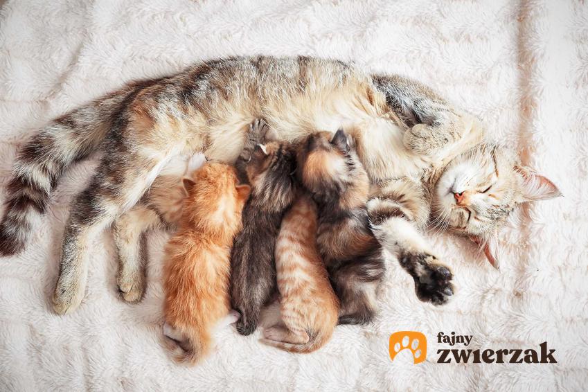 Różnie umaszczone kotki przy matce, a także informacje, czy koty pamiętają, że są rodzeństwem lub rodziną