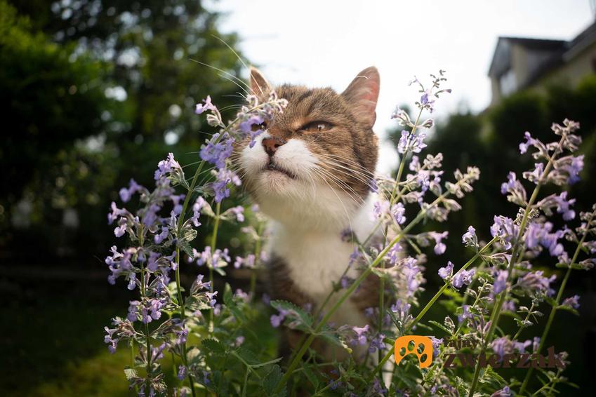 Kot wąchający kocimiętkę, a także inne rośliny, których zapachy uwielbiają koty
