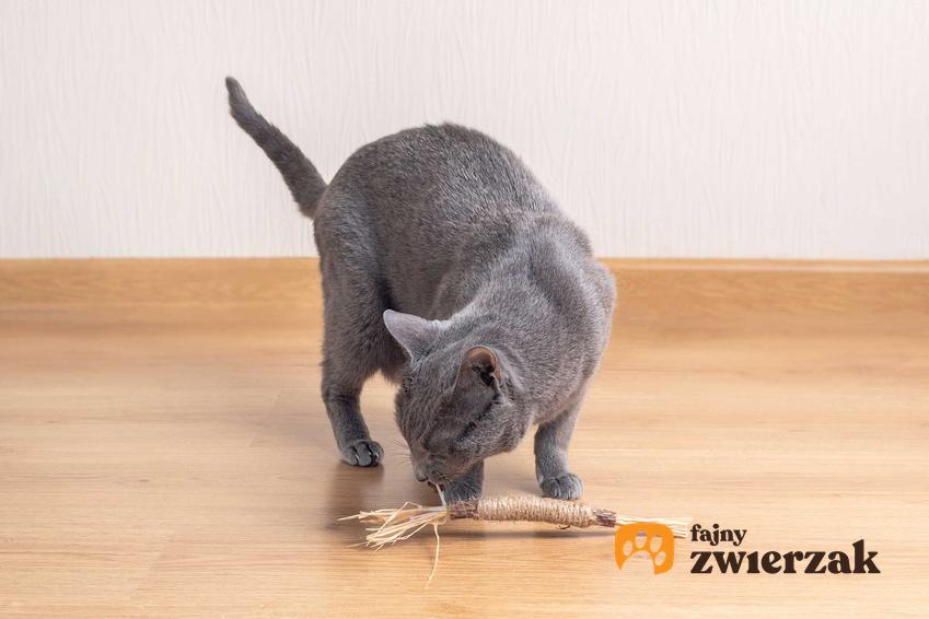 Kot bawiący się wysuszonym matatabi, a także kocimiętka oraz inne rośliny, którymi koty uwielbiają się bawić, bo lubią ich zapachy