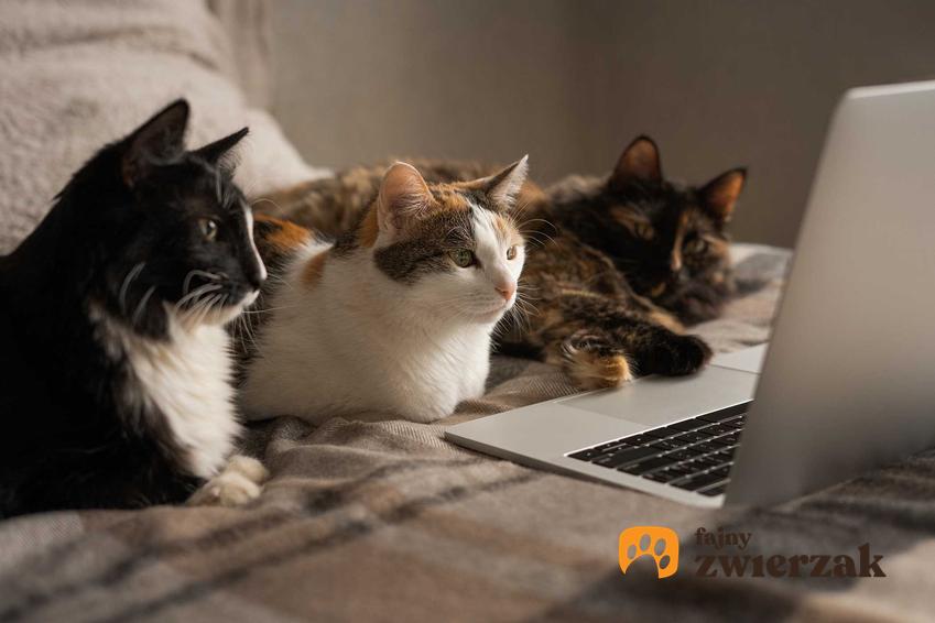 Koty siedzące przy komputerze, a także czy kota można nauczyć mówić i jak się z nim komunikować