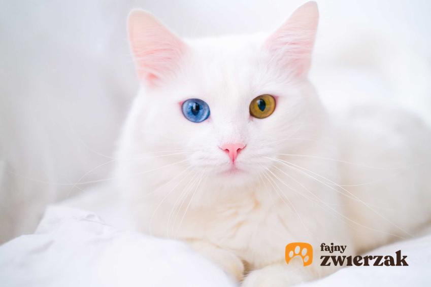 Kot o dwóch kolorach oczu, czyli heterochromia oraz polidaktylia i inne kocie schorzenia