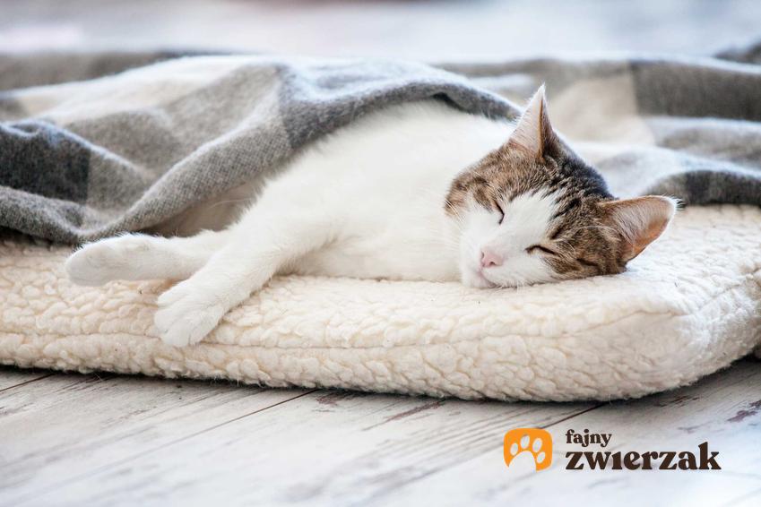 Kot śpiący na poduszce, a także informacje, dlaczego koty lubią spać i ile śpią w ciągu doby