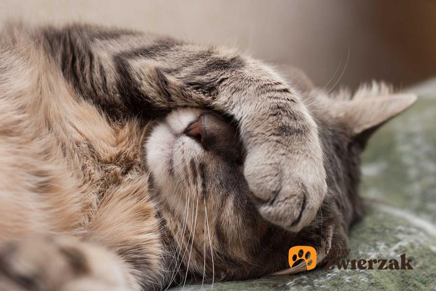 Śpiący kot, a także informacje, dlaczego koty tak bardzo lubią spać oraz sen u kotów