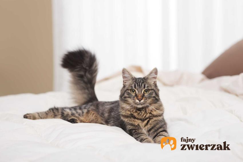 Kot leżący na łóżku, a także informacje, dlaczego kot lubi spać z człowiekiem i czy jest to bezpieczne