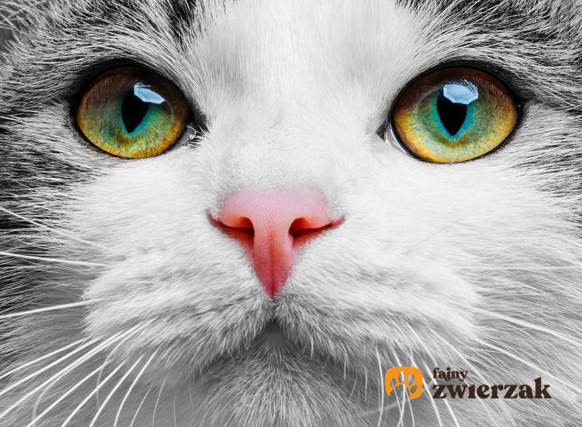 Kot o pięknych oczach, a także leczenie i profilaktyka spuchniętych oczu u kota krok po kroku