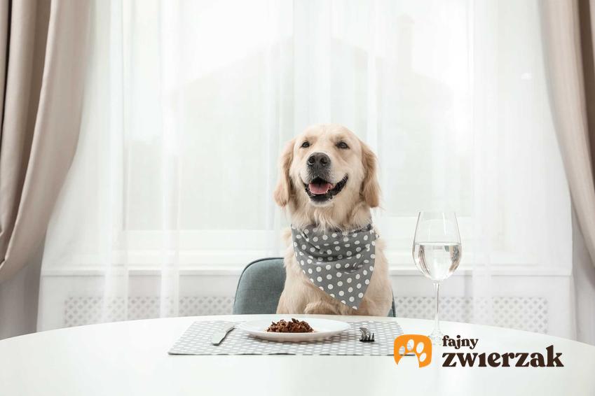 Pies siedzący za stołem, a także humanizacja psów oraz konsekwencje traktowania psów po ludzku