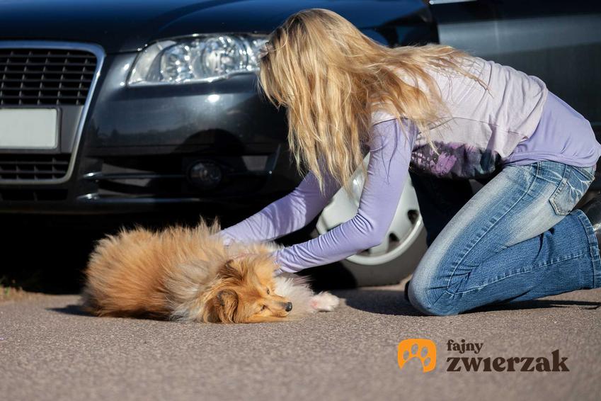 Pies potrącony przez samochód, a także co zrobić, jeśli potrącisz psa samochodem
