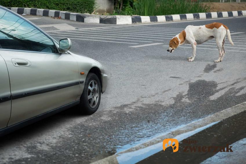 Pies przed samochodem, a także co zrobić, jeśli pies zostanie potrącony przez samochód