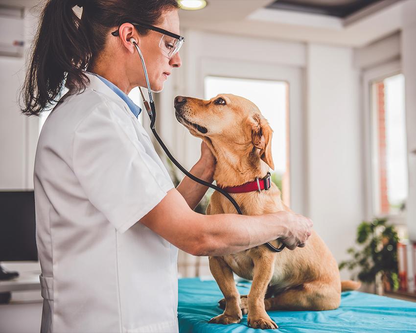 Badanie psa przez weterynarza - niezbędne przed szczepieniem psa