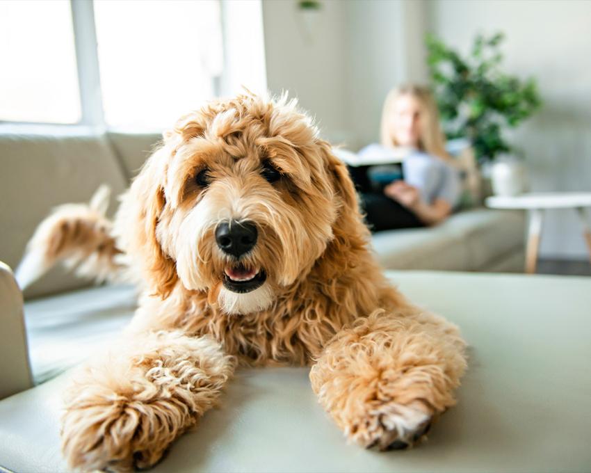 Zadowolony pies leży na kanapie - ubezpieczenie psa pozwala zadbać o Twojego pupila
