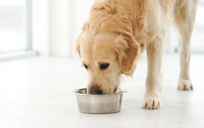 Zdrowa dieta dla psa – na czym polega?