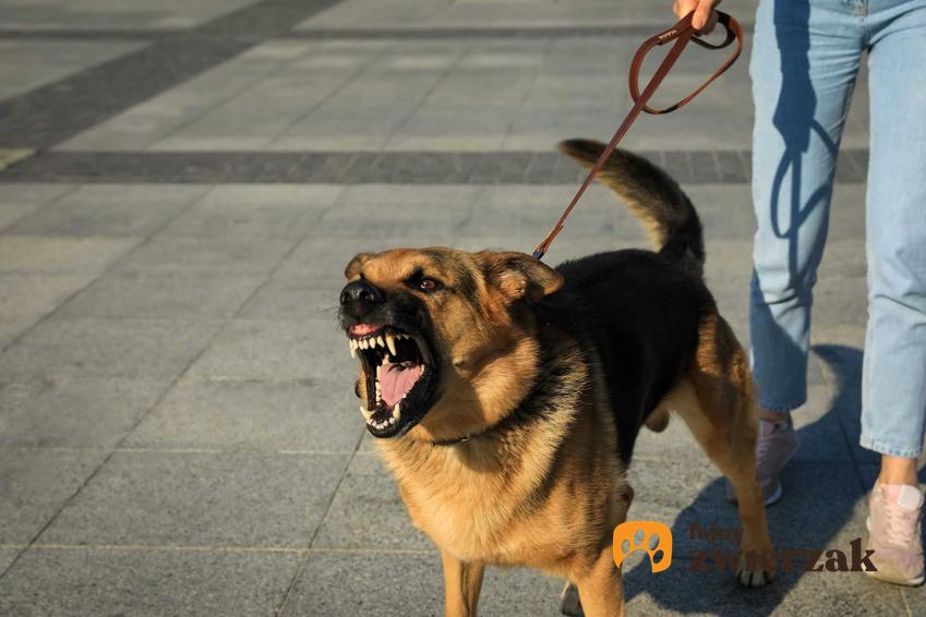 Szczekający, agresywny pies, a także powody, przez które pies staje się agresywny