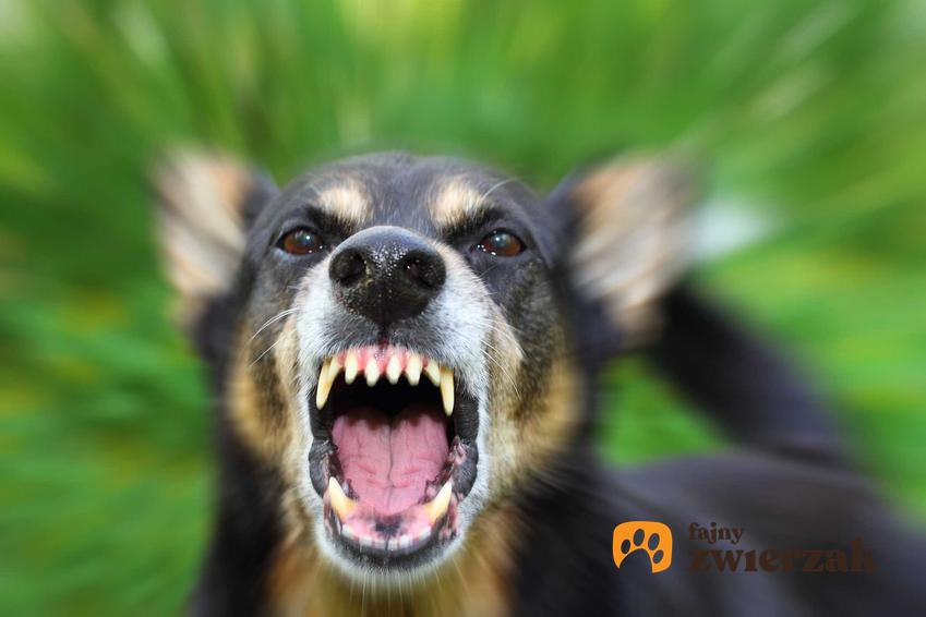 Pies wystawiający zęby, a także inne sposoby, jak pies ostrzega przed atakiem