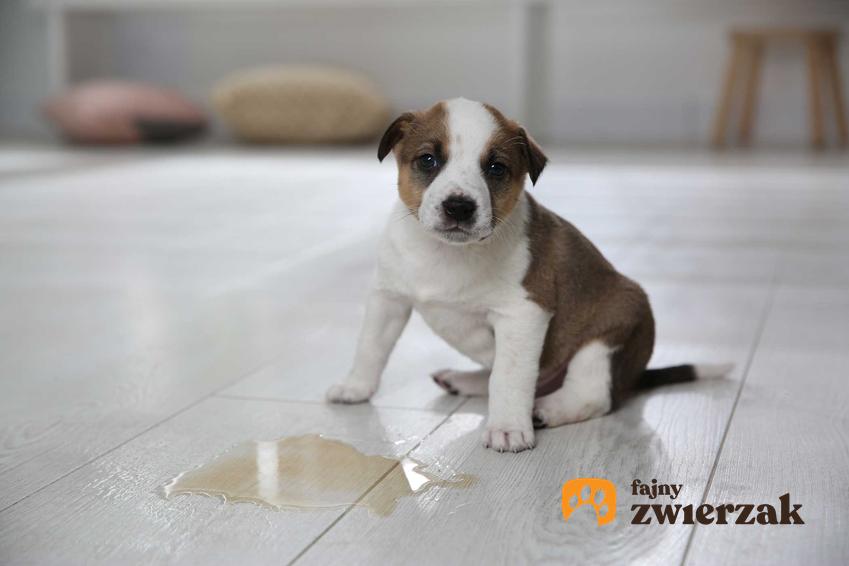 Pies sikający na podłogę, a także trening czystości psa w domu, czyli jak oduczyć psa sikania w domu