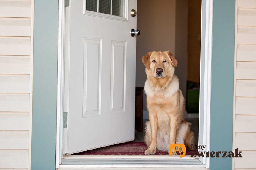 Pies stojący w drzwiach, a także powitania i pożegnania z psem krok po kroku