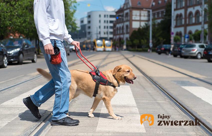 Pies przewodnik przeprowadzający właściciela przez ulicę, a także czy każdy pies może być przewodnikiem