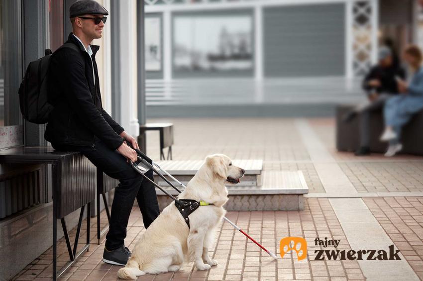 Pies przewdonik dla niewidomego, a także czy każdy pies może być przewodnikiem