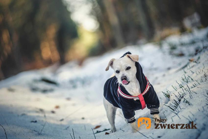 Pies w ubranku zimą, a także jak dbać o psa, żeby nie zmarzł zimą, najważniejsze informacje