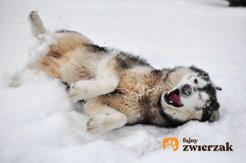 Pies w śniegu zimą, a także jak dbać o psa zimą i dbanie o psa