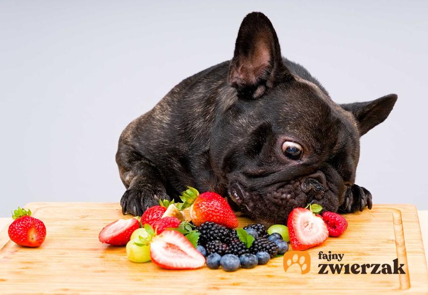 Pies jedzący owoce, a także jakie owoce może jeść pies, najważniejsze informacje