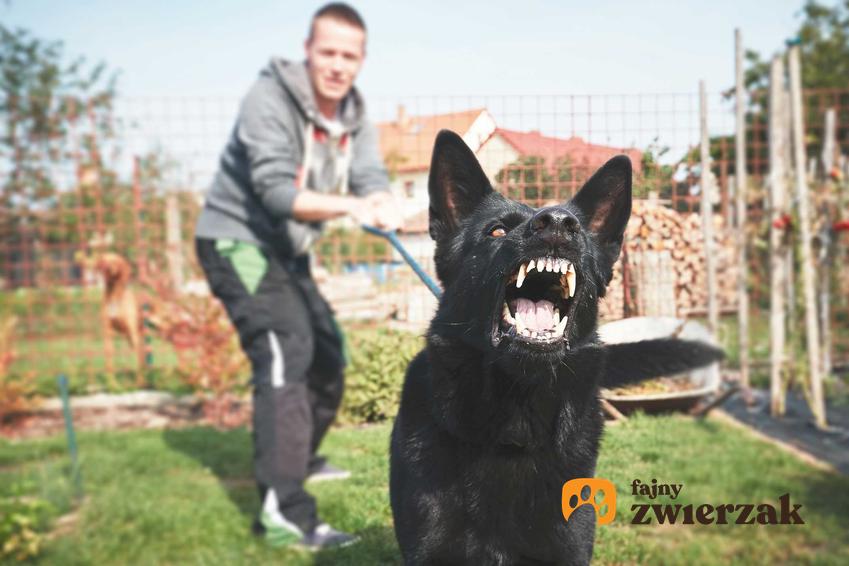 Agresywny pies w czasie ataku, a także jak zachować się podczas ataku psa