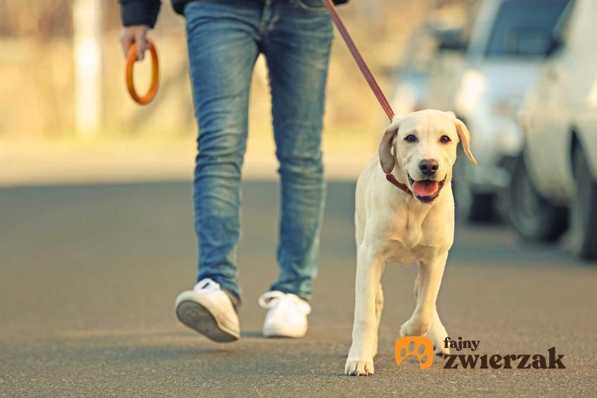 Pies idący na spacer, a także jak zmęczyć psa na spacerze i najważniejsze informacje, jak zmęczyć psa