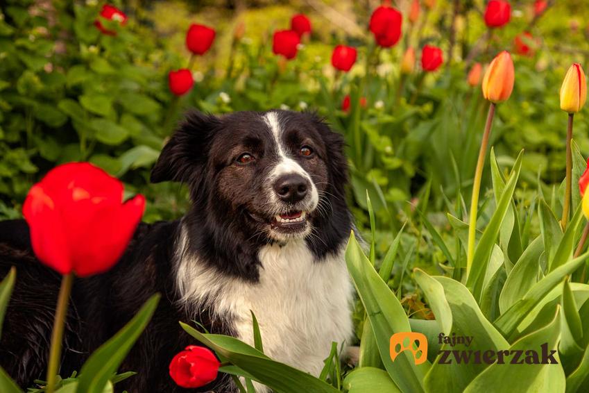 Pies siedzący w tulipanach, a także jak ochronić rośliny ogrodowe przed psem