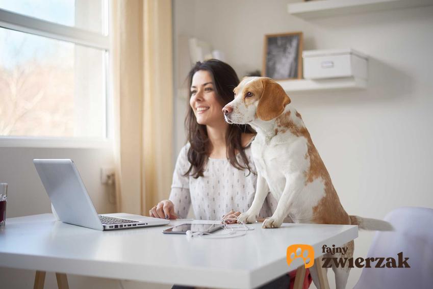 Kobieta z psem przy komputerze, a także szkolenia psów online krok po kroku