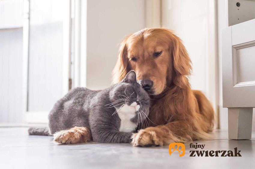 Pies i kot się przytulają, a także jak pogodzić psa i kota oraz mieszkanie psa i kota