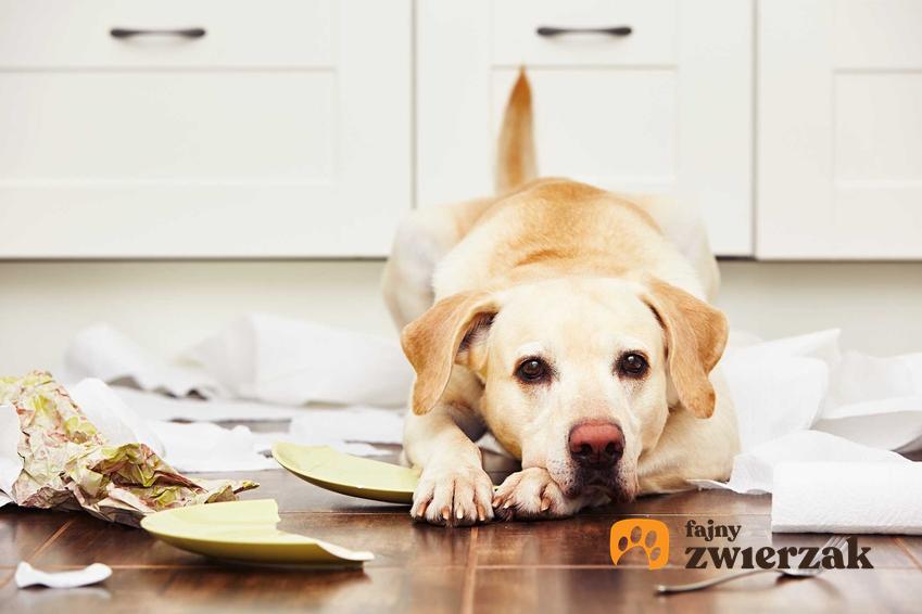 Pies po zniszczeniu rzeczy w domu, a także co zrobić, jeśli pies niszczy rzeczy w domu