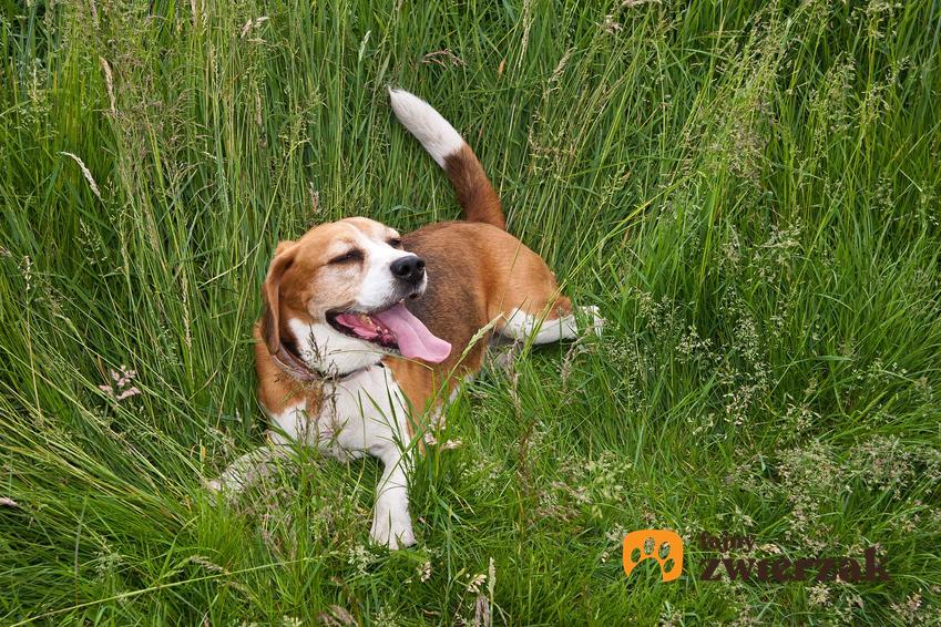 Pies w czasie upałów w trawie, a także jak zadbać o psa w upalne dni krok po kroku