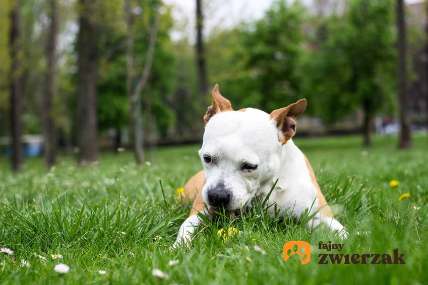 Pies na trawniku jedzący trawę, a także informacje, dlaczego pies je trawę i co jest tego powodem