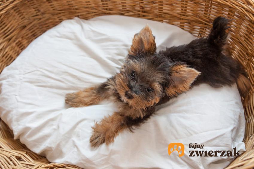 Pies rasy yorkshiere terrier leżący w wiklinowym koszu na poduszce, a także inne legowisko dla yorka