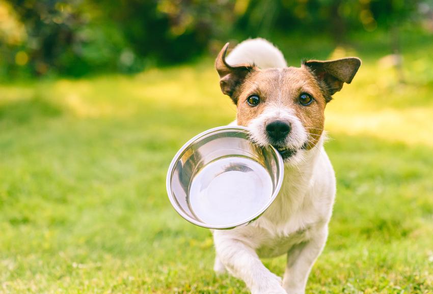 Sucha czy mokra karma dla psa – która jest lepsza?