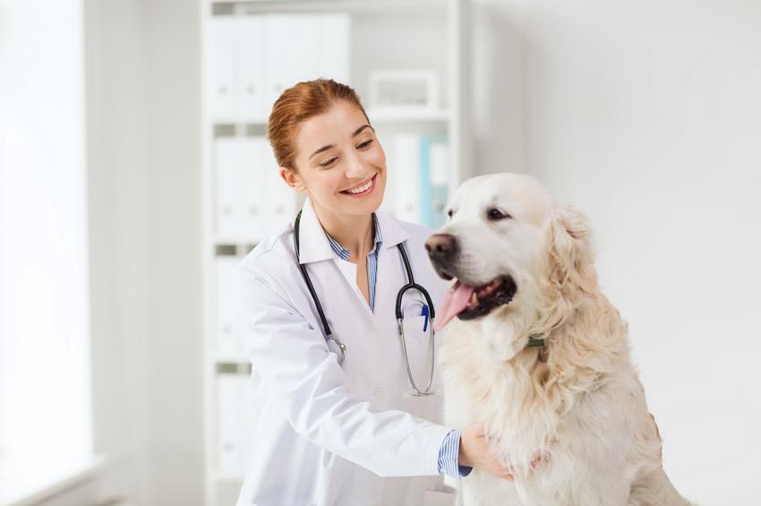 Profilaktyka zdrowotna psów – o czym powinniśmy pamiętać?
