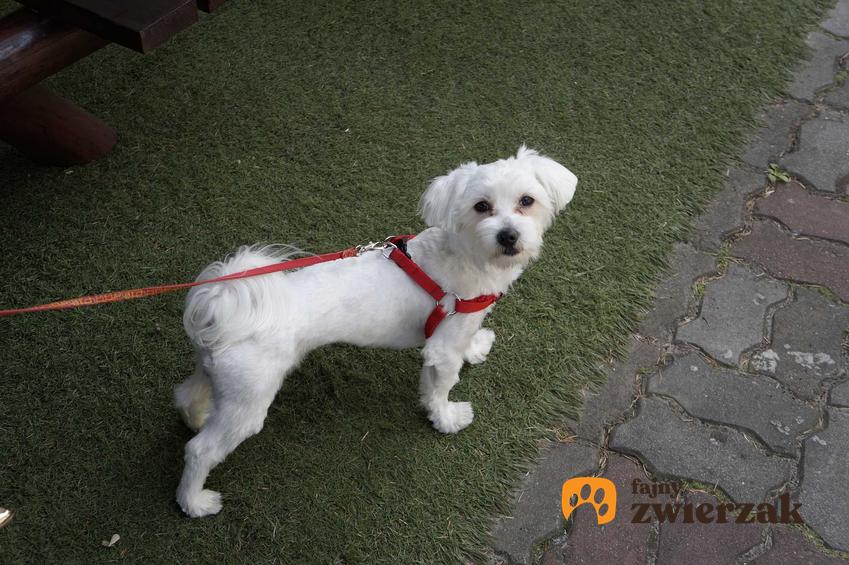 Pies maltańczyk w szelkach, a także jak prawidłowo używać szelek dla psa