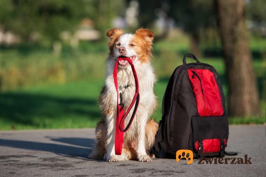 Pies z plecakiem, a także jak działa psie przedszkole i zajęcia w psim przedszkolu