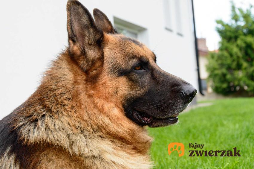 Owczarek niemiecki, a także szkolenie psa obronnego z pozorantem krok po kroku
