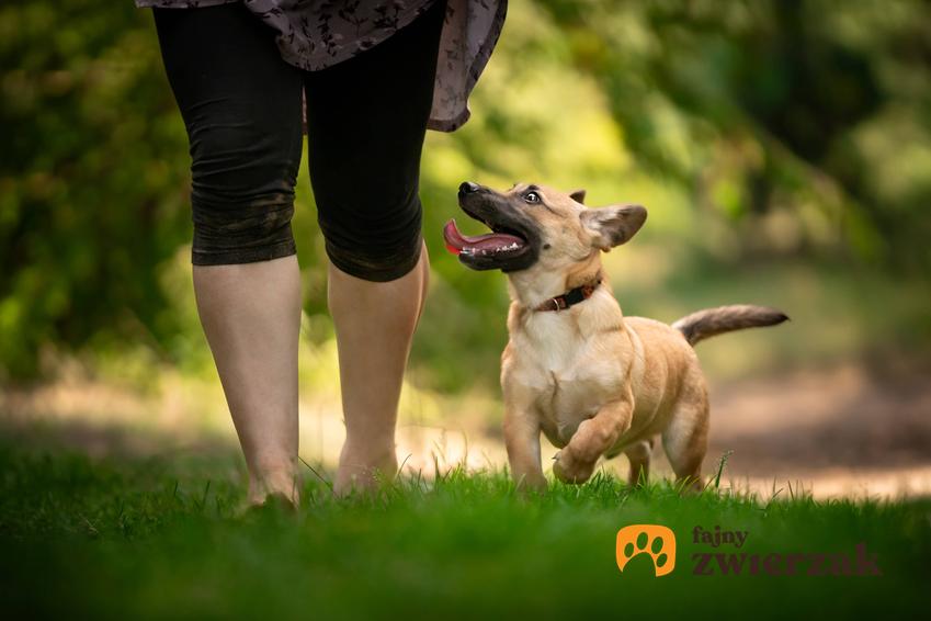 Mały pies spacerujący przy nodze właściciela, a także porady, jak nauczyć psa chodzenia przy nodze krok po kroku